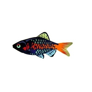 Odessa Barb